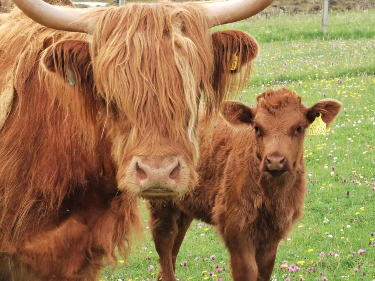 Oban Youth Hostel Exterior photo Highland cattle